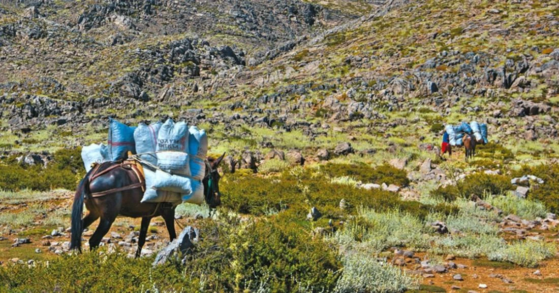 Οι Αλβανοί θερίζουν τον Γράμμο! Οργανωμένες επιδρομές από συμμορίες – Λεηλατούν τα δάση μας